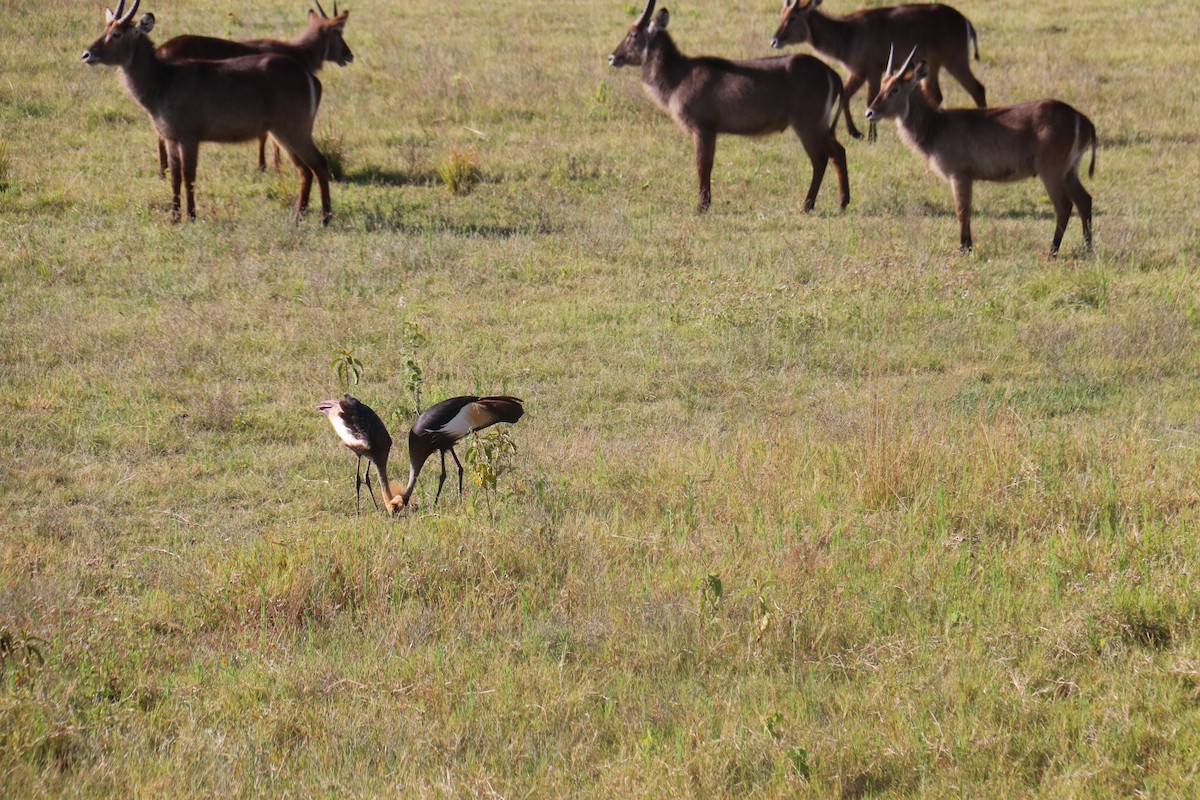 Gray Crowned-Crane - ML616423142