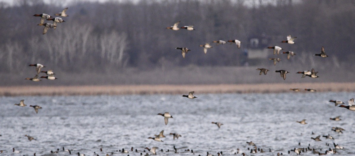 Lesser Scaup - ML616423146