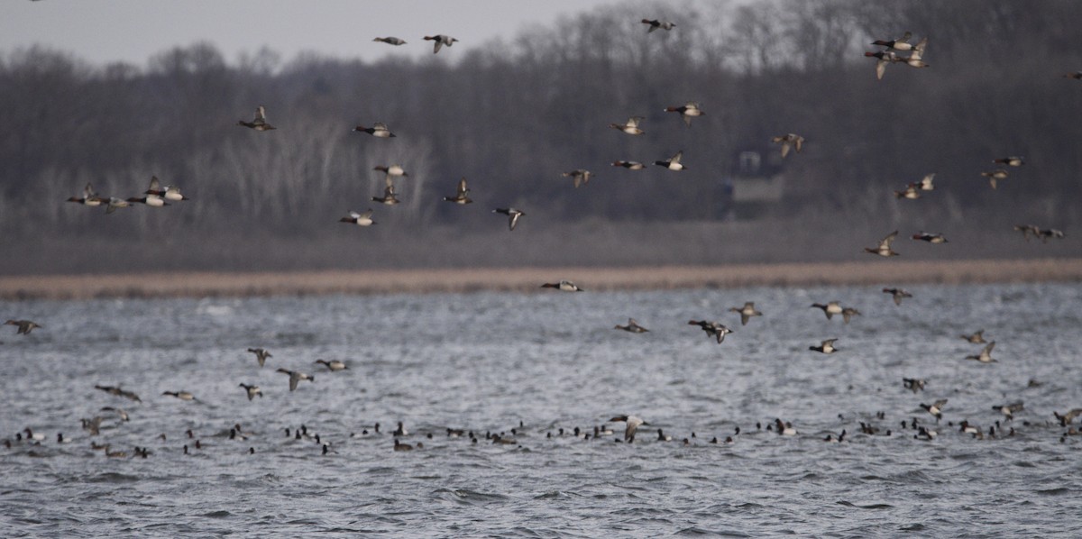 Lesser Scaup - ML616423147