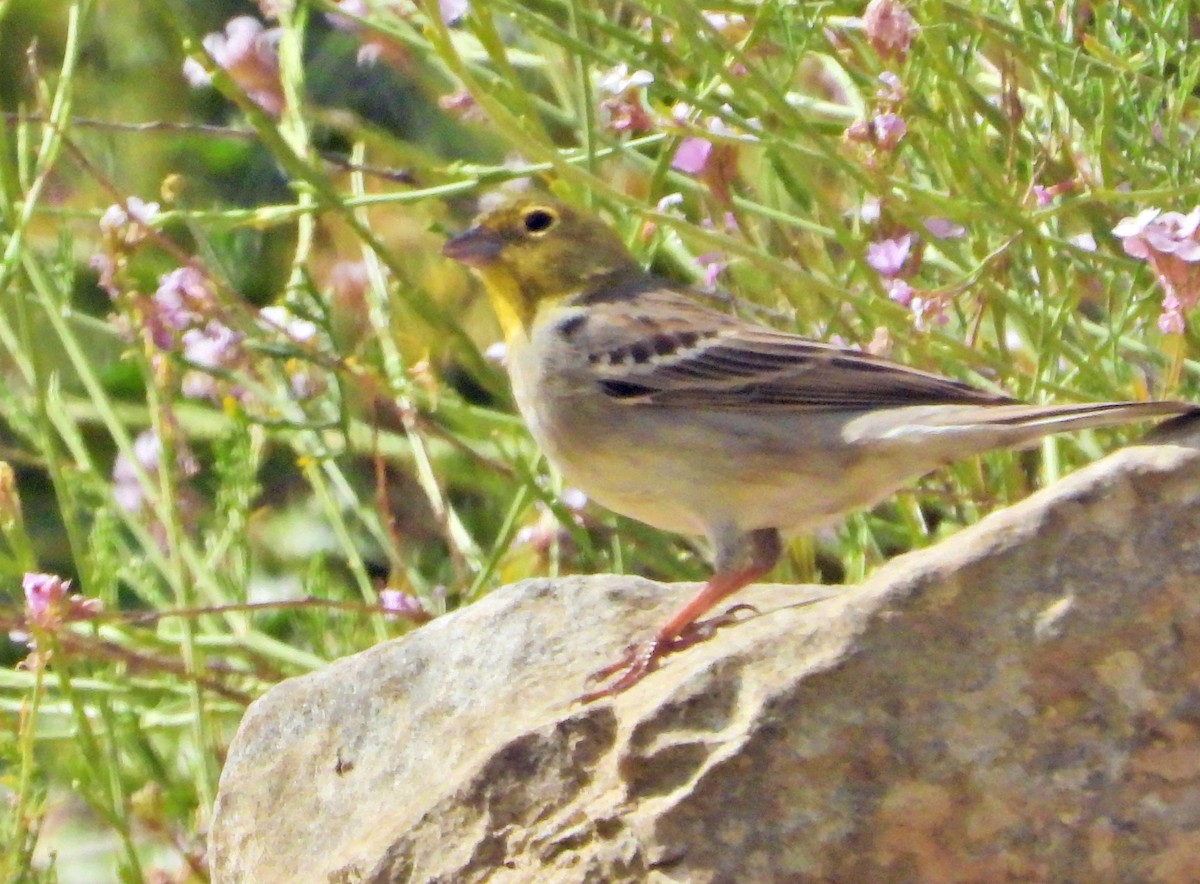 Cinereous Bunting - ML616423170