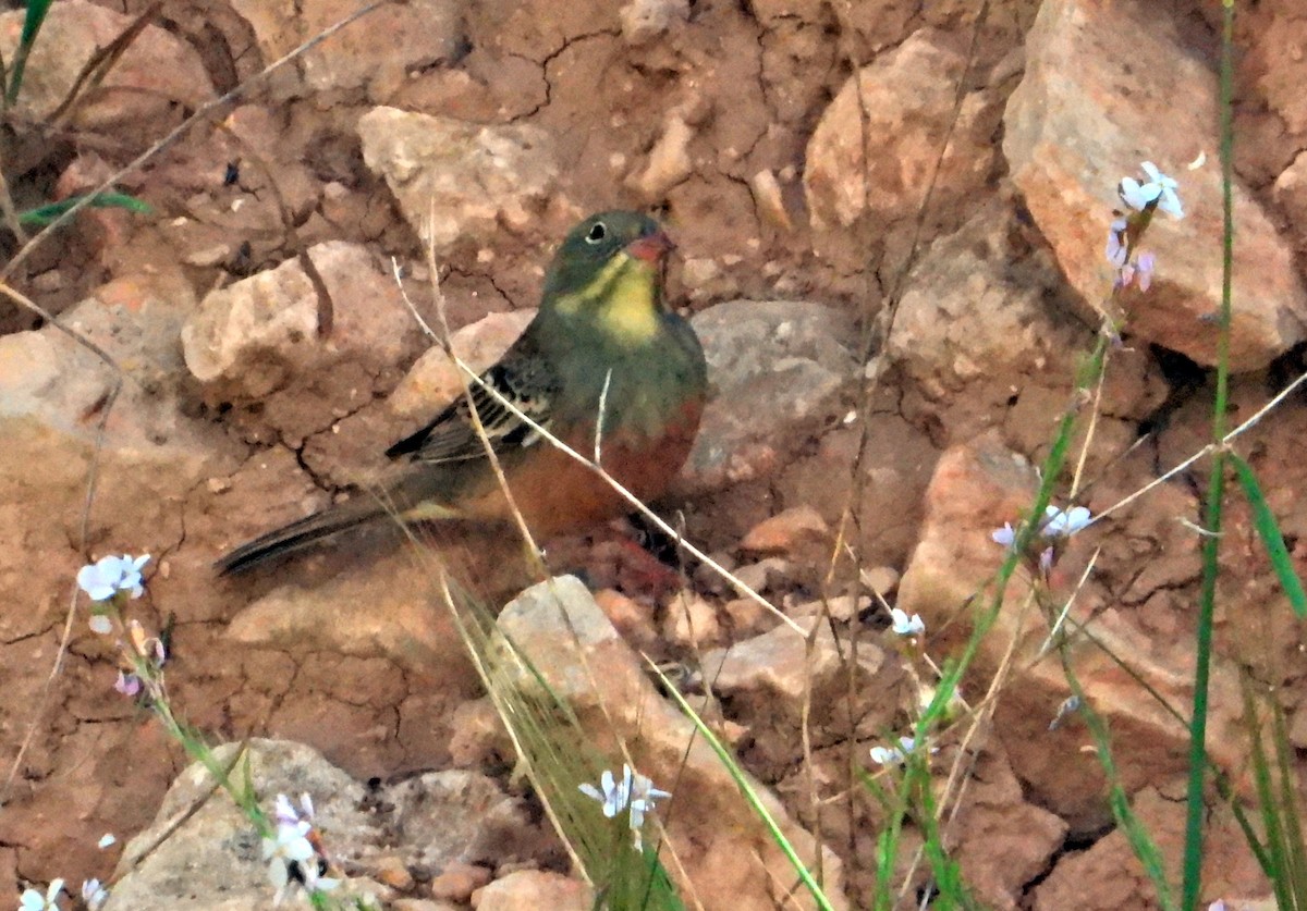 Ortolan Bunting - ML616423212