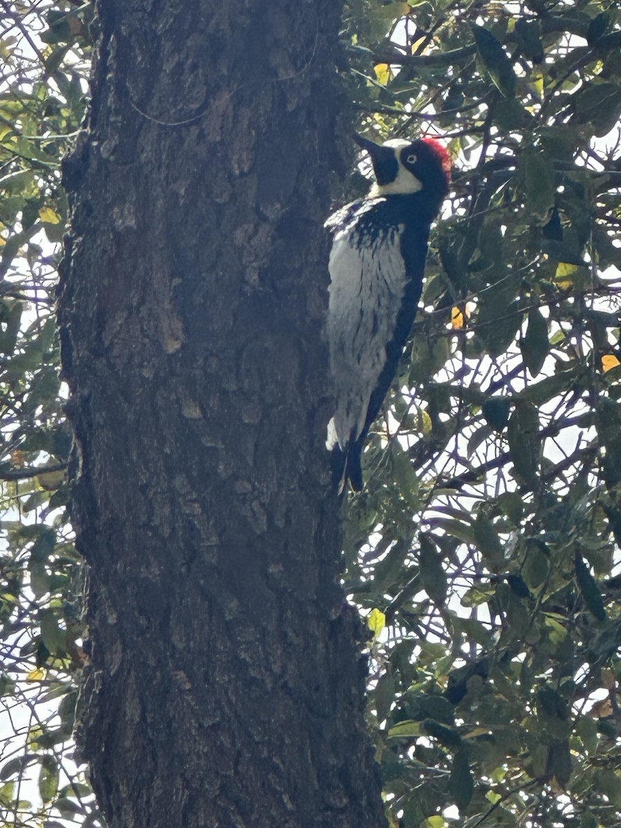 Acorn Woodpecker - ML616423232