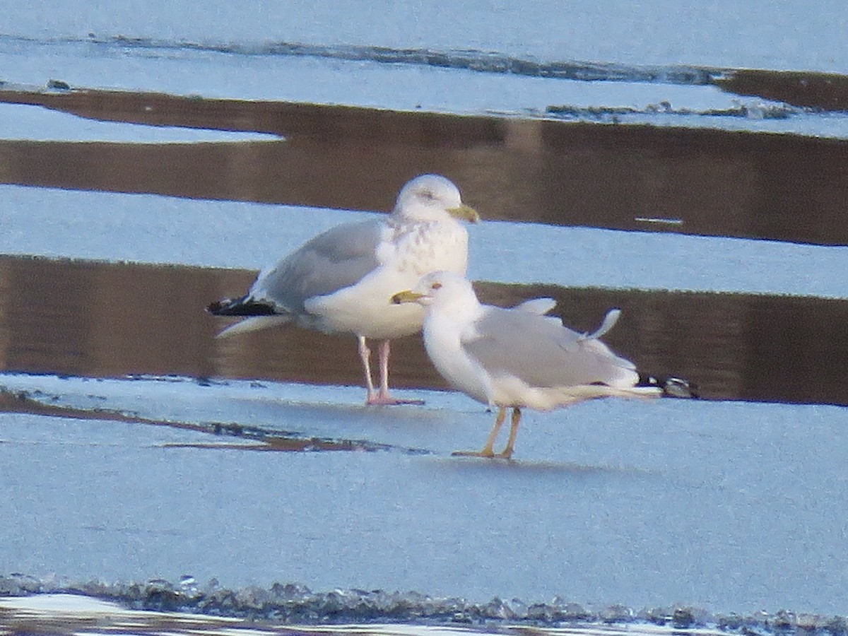 Gaviota Argéntea - ML616423241