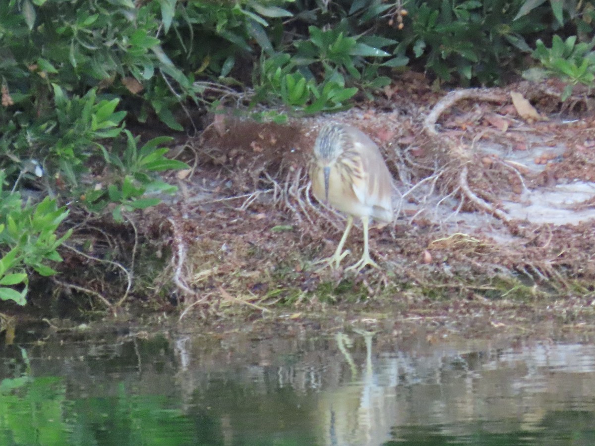 Squacco Heron - Ute Langner