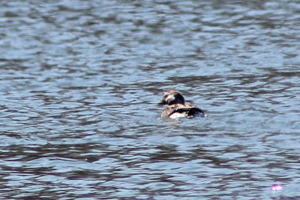 Long-tailed Duck - ML616423260
