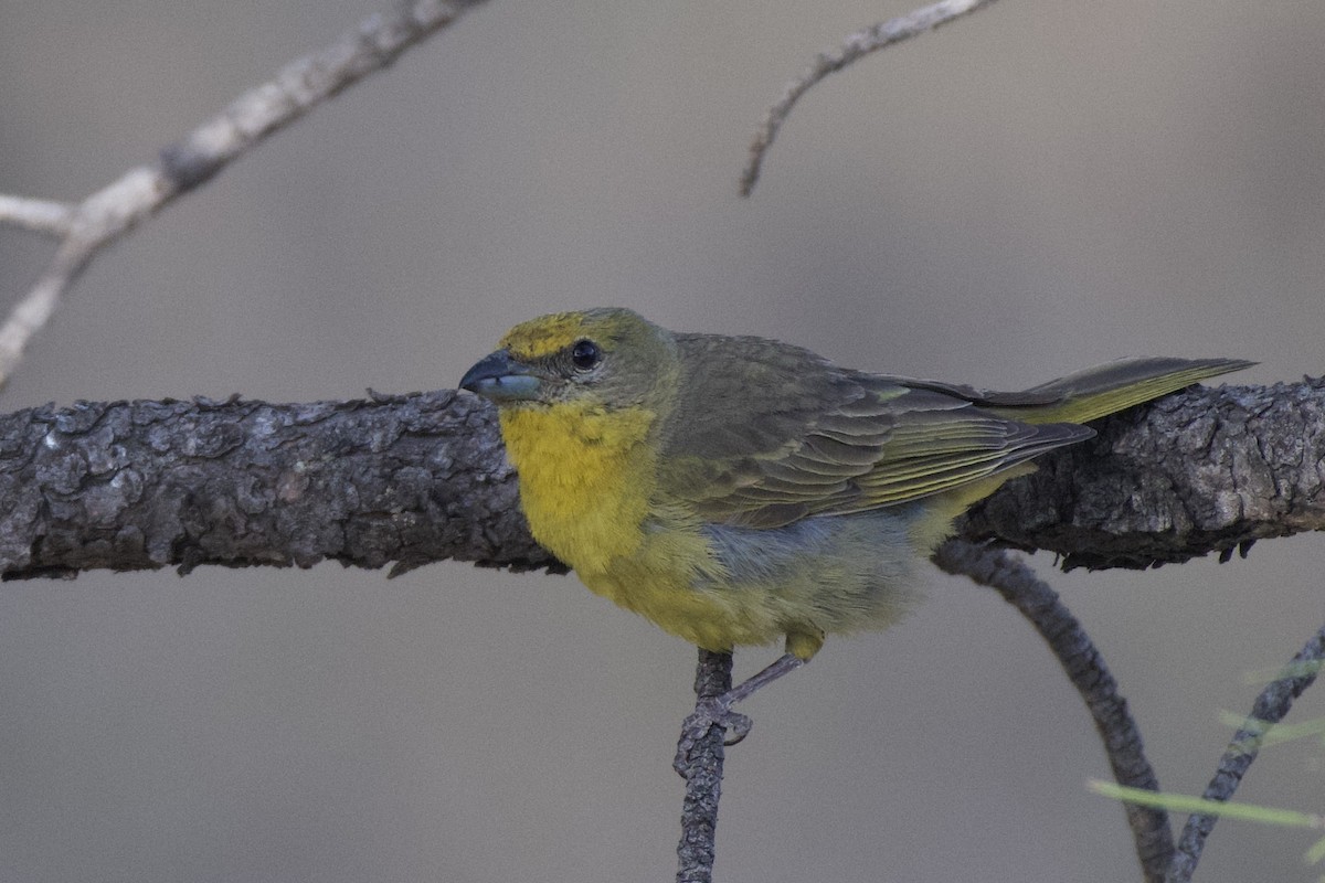 Hepatic Tanager - ML616423276