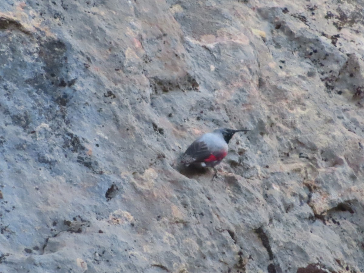 Wallcreeper - ML616423311