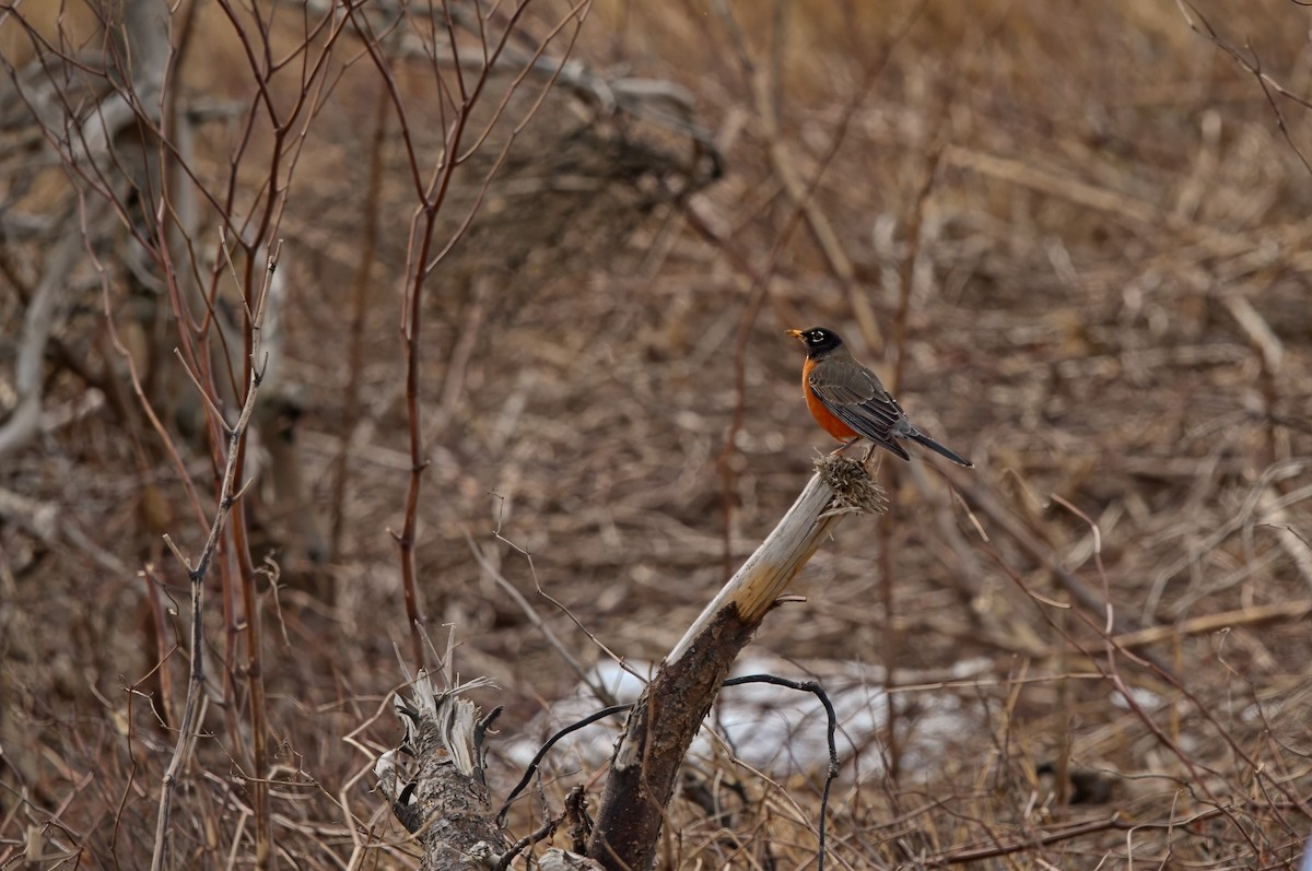 American Robin - ML616423333