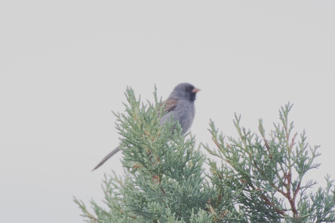 Black-chinned Sparrow - ML616423337