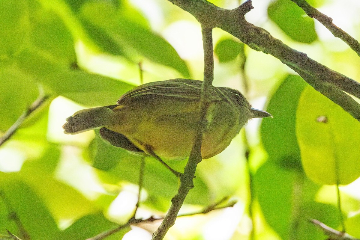 Plain Antvireo - ML616423396