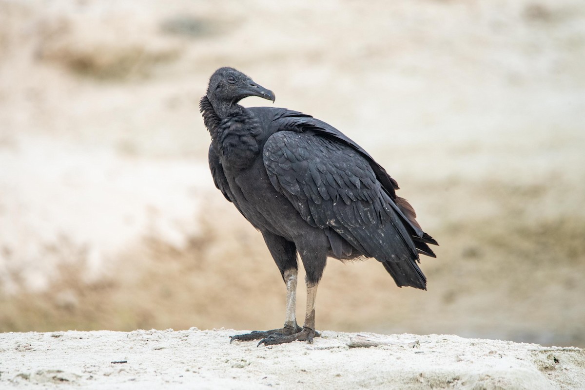 Black Vulture - ML616423401