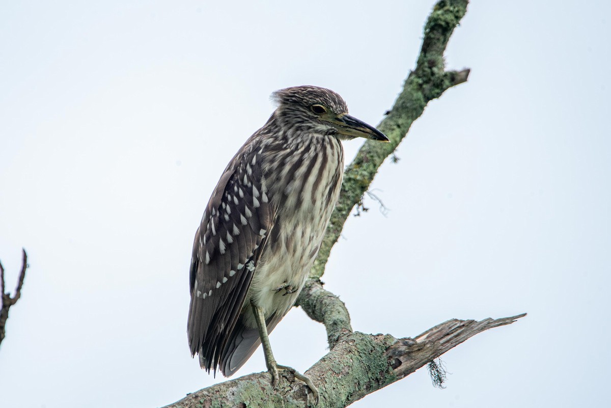 Black-crowned Night Heron - ML616423407