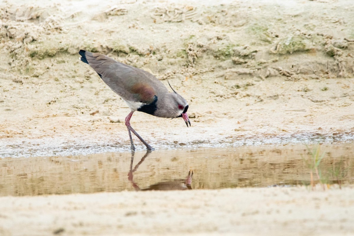 Southern Lapwing - ML616423421