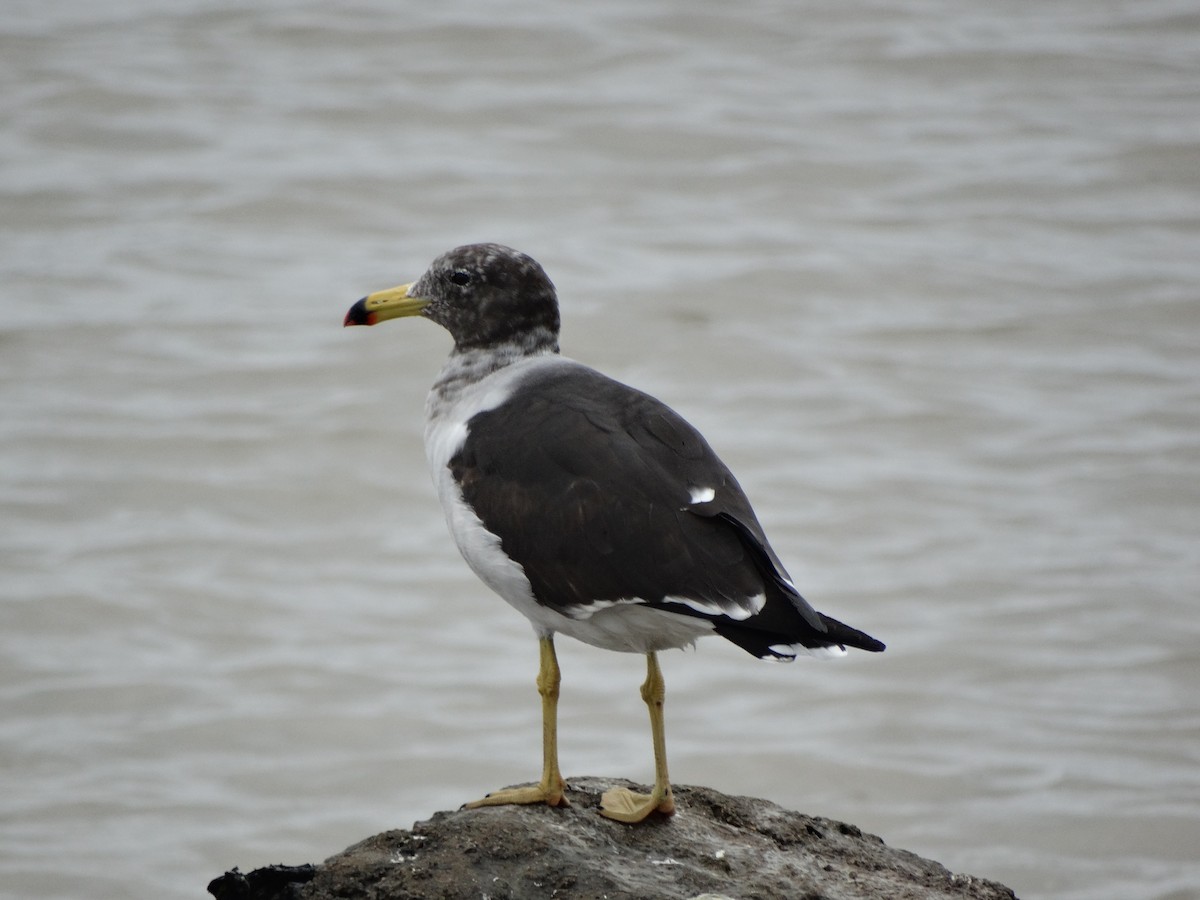 Belcher's Gull - ML616423425