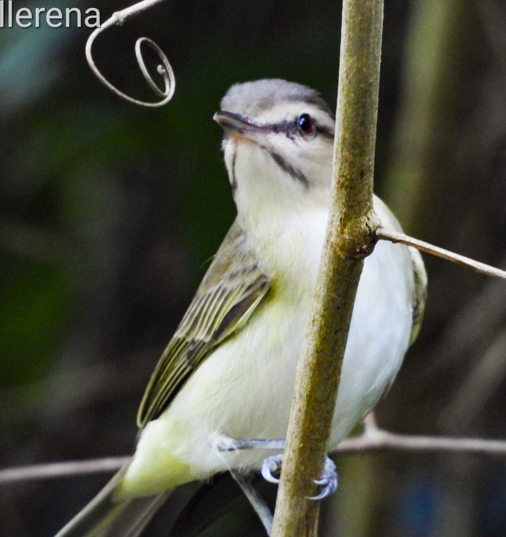 Black-whiskered Vireo - Orlando Llerena