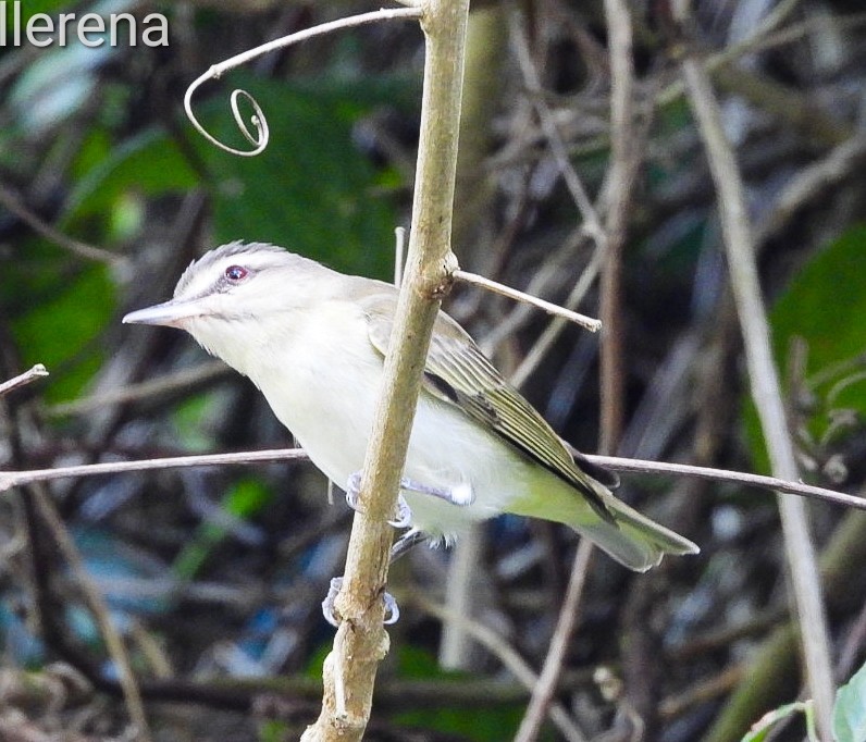 Black-whiskered Vireo - ML616423431