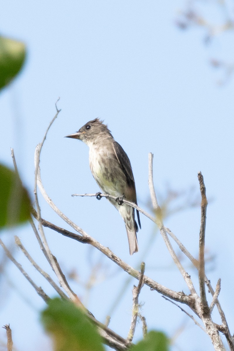 Olive-sided Flycatcher - Gregory Unger