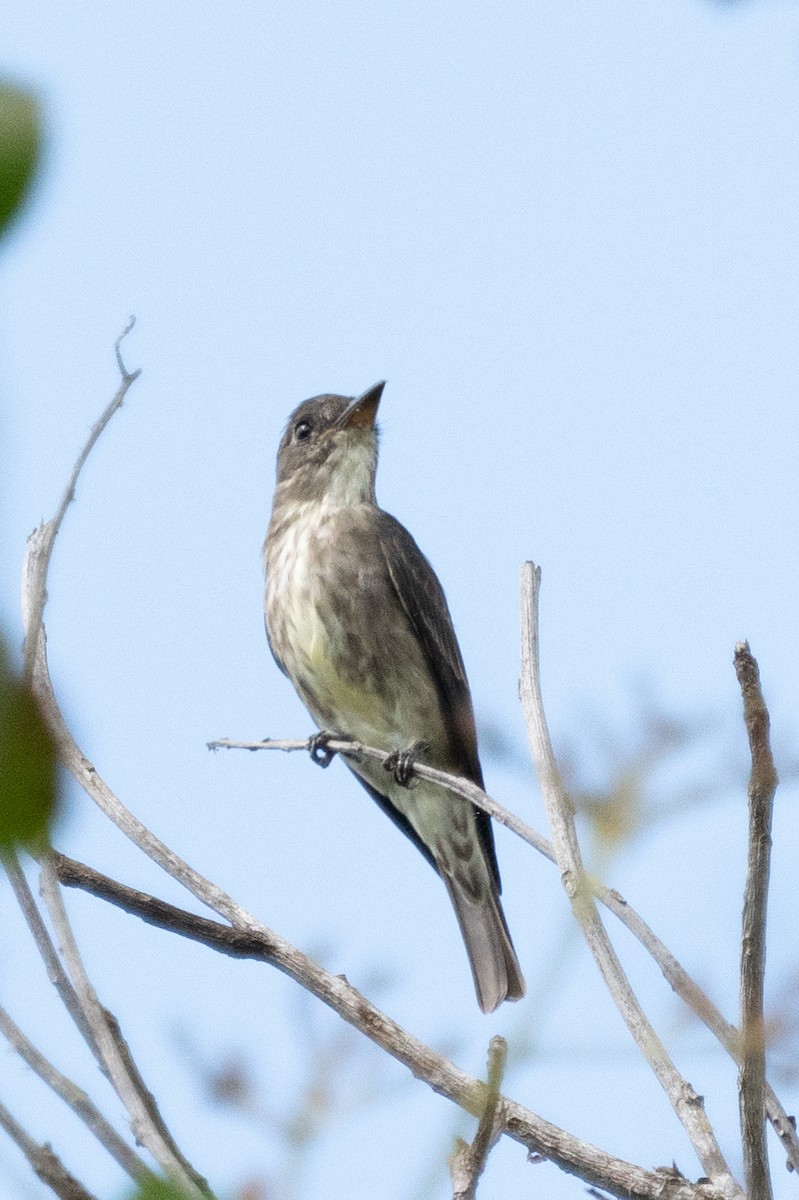 Olive-sided Flycatcher - ML616423441