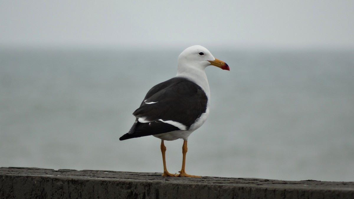 Kelp Gull - John Martin