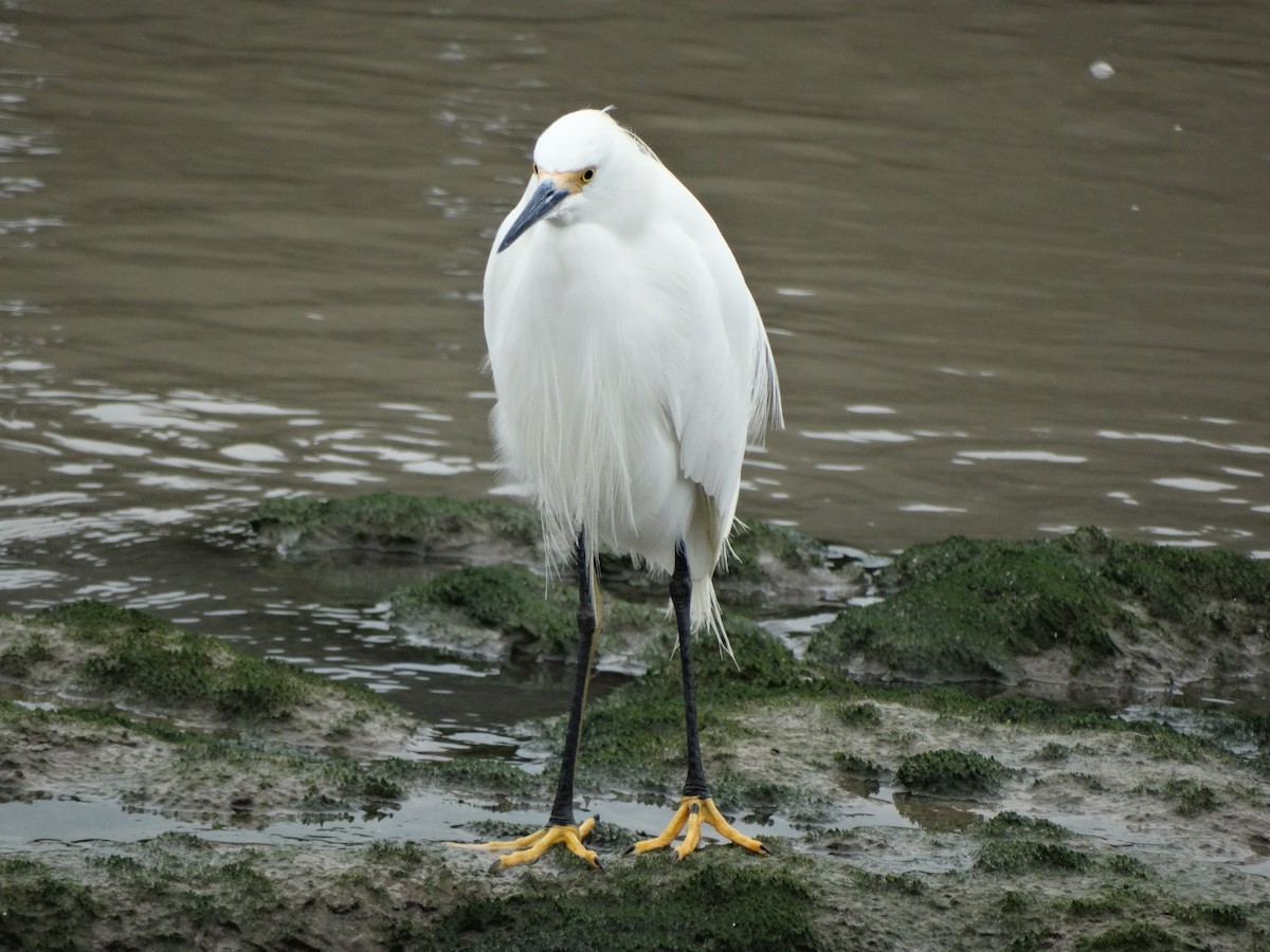 Snowy Egret - John Martin