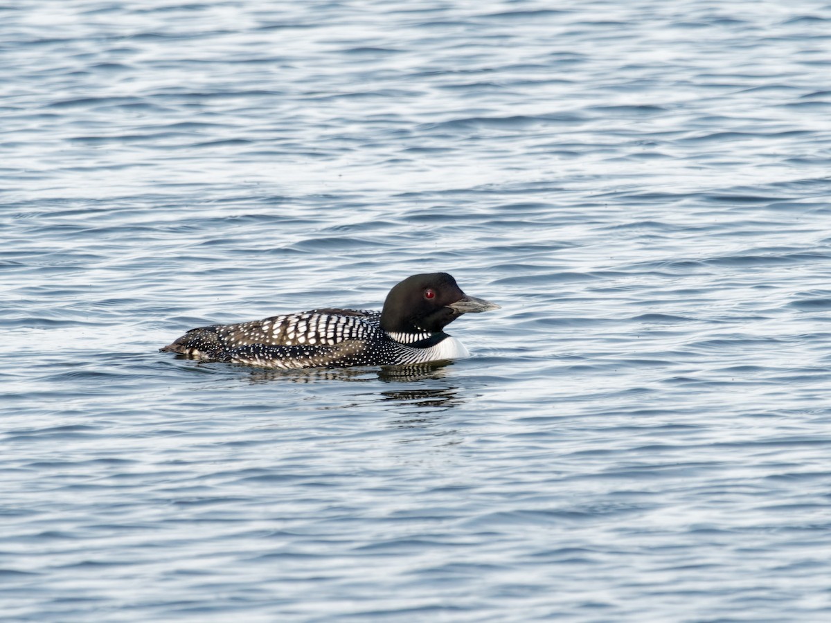 Plongeon huard - ML616423471
