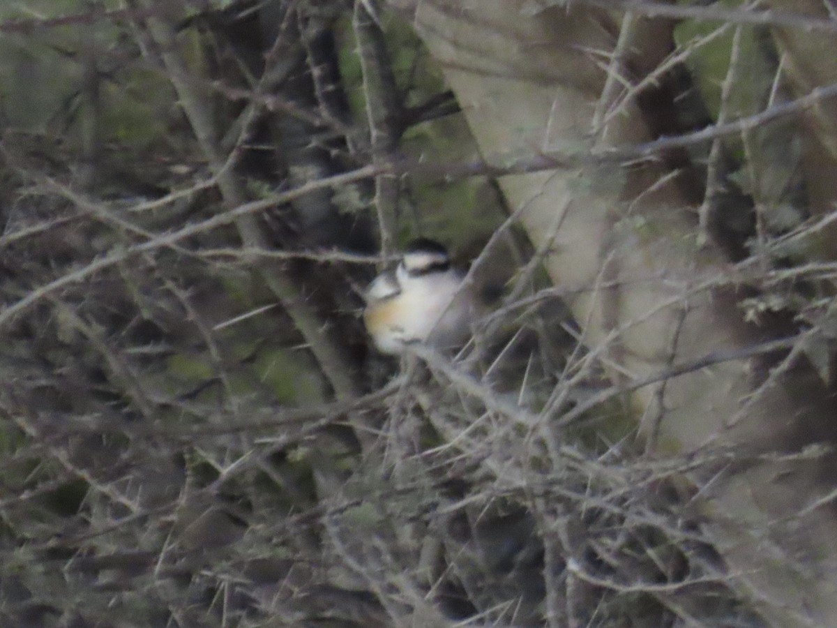 Masked Shrike - ML616423477