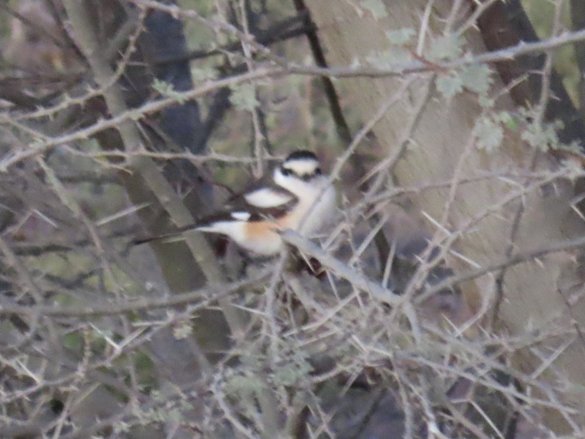 Masked Shrike - Ute Langner