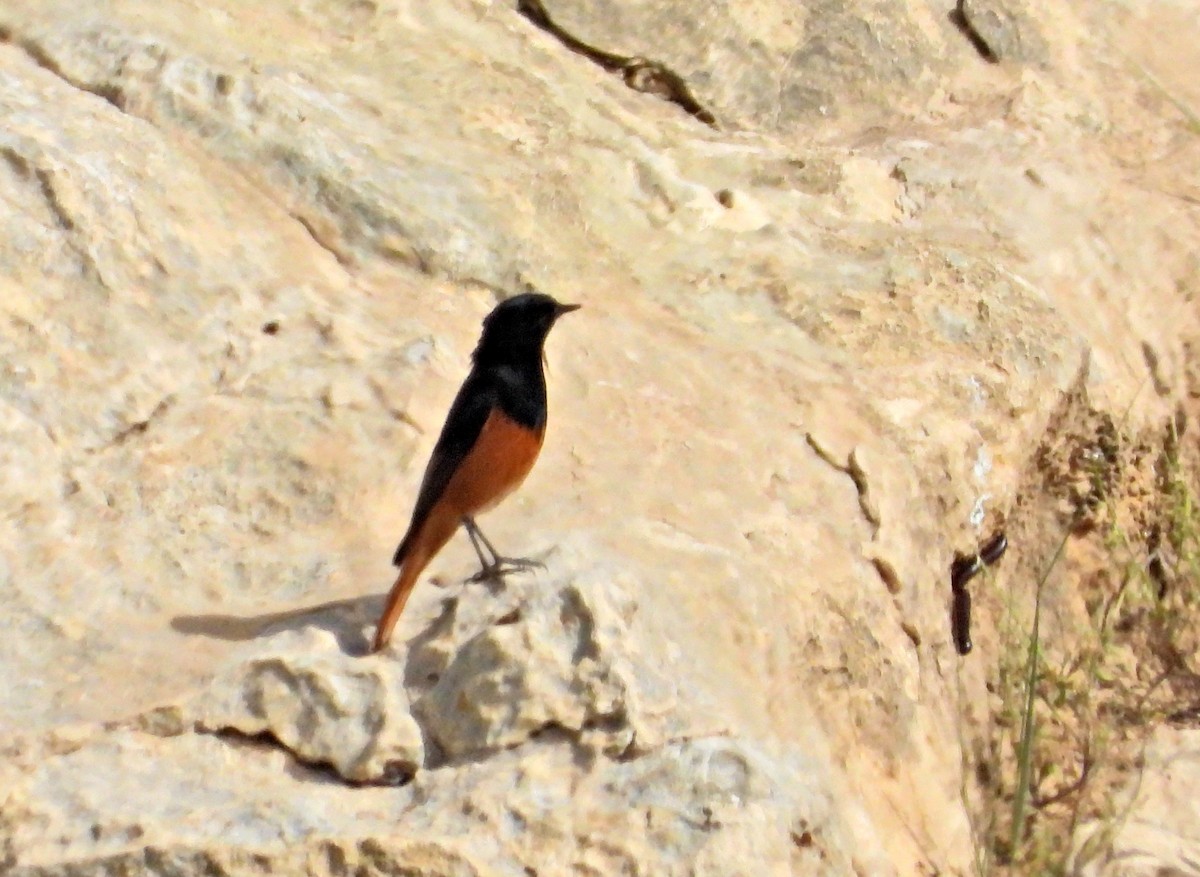 Black Redstart - ML616423559