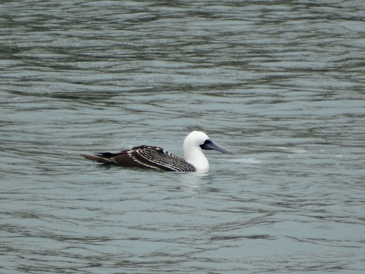 Peruvian Booby - John Martin