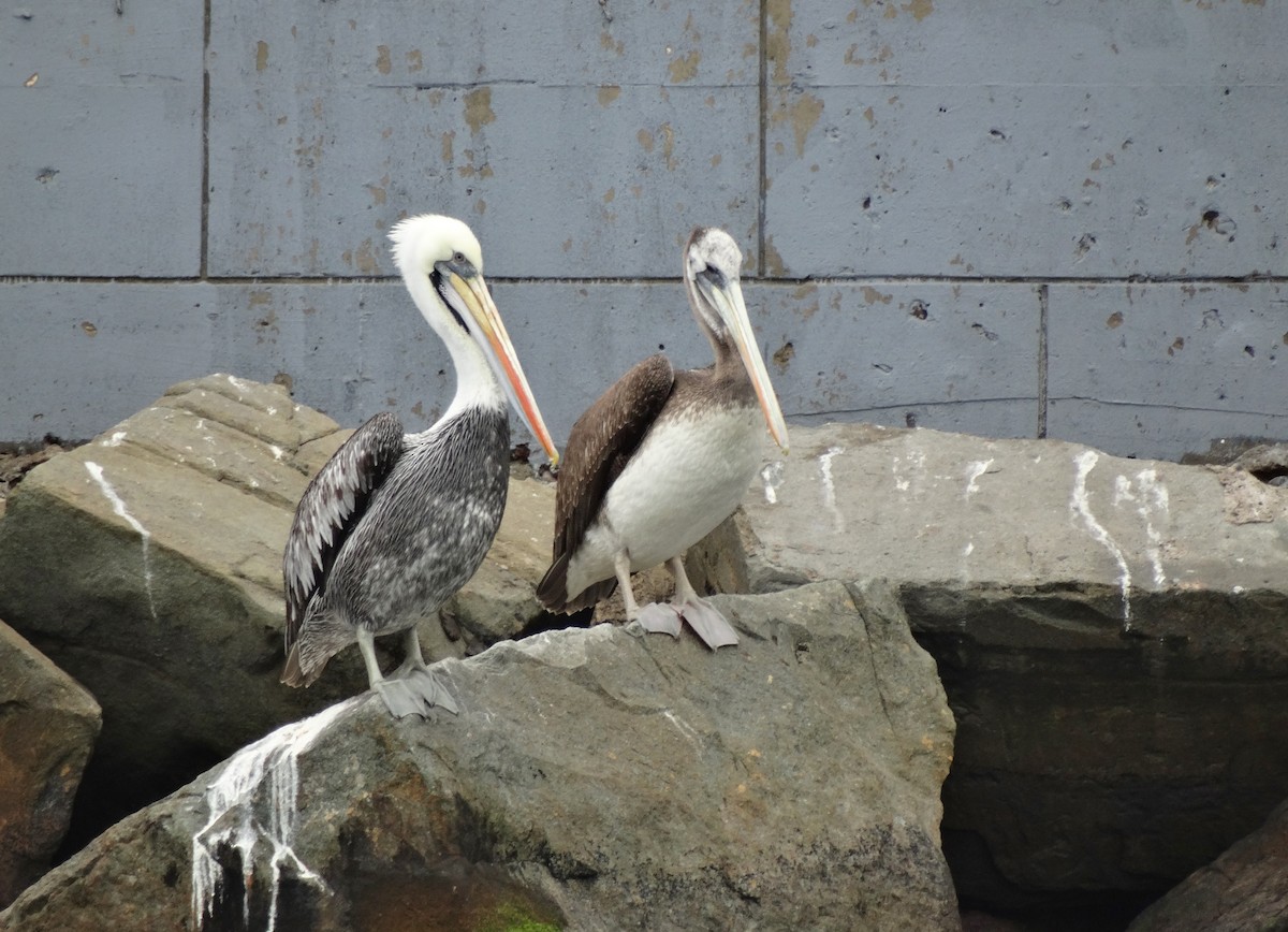 Peruvian Pelican - ML616423584