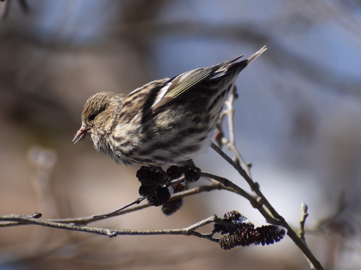 Pine Siskin - ML616423607