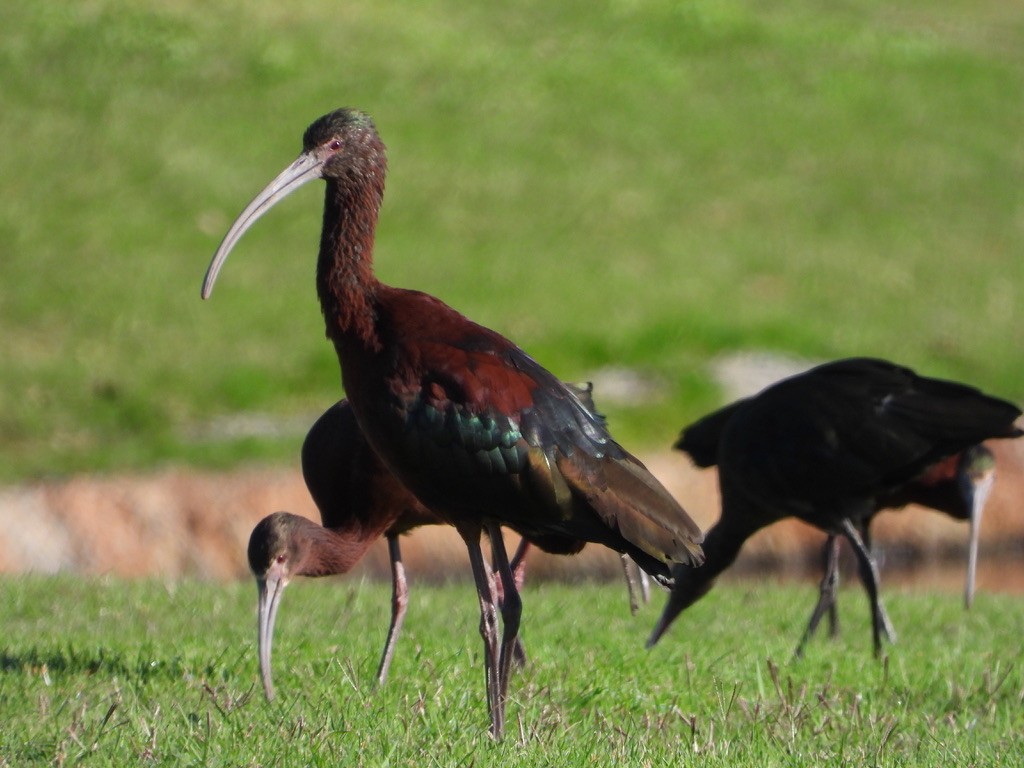 Ibis à face blanche - ML616423614