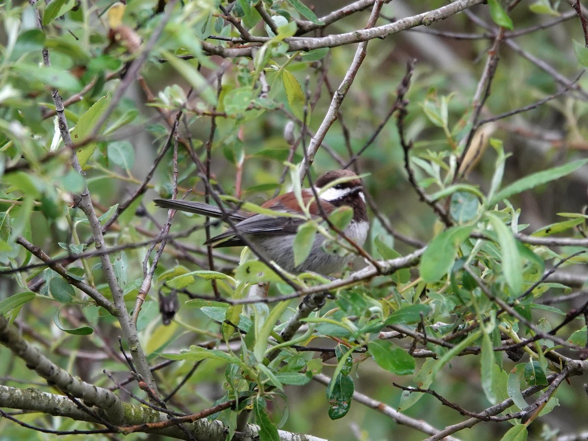 Chestnut-backed Chickadee - Norman Uyeda