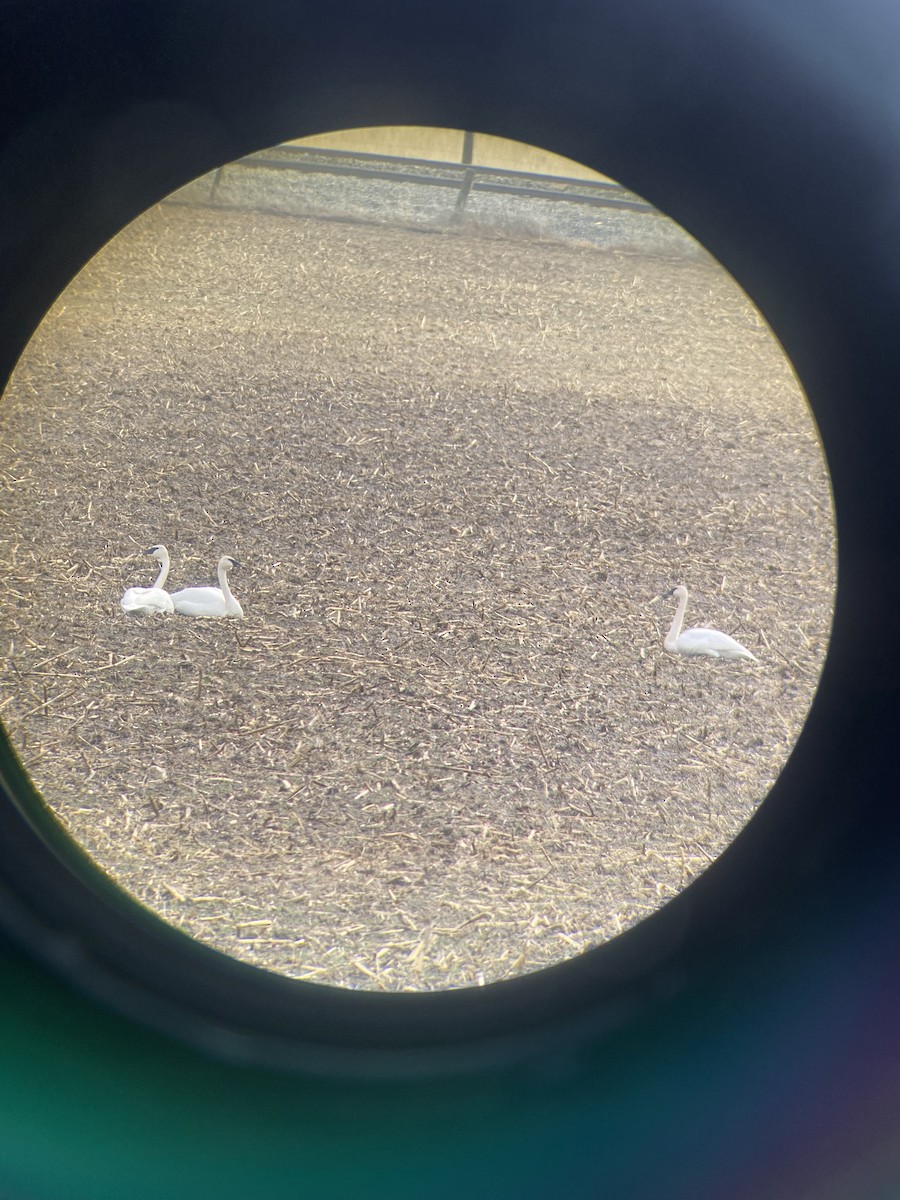 Trumpeter Swan - Logan Clark