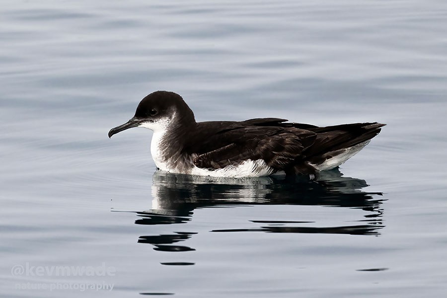 Manx Shearwater - Kevin Wade