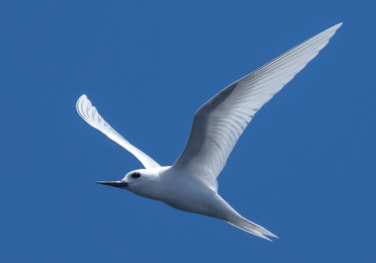 White Tern - ML616423783