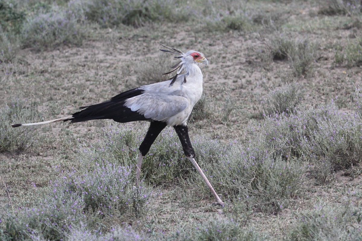 Secretarybird - ML61642381