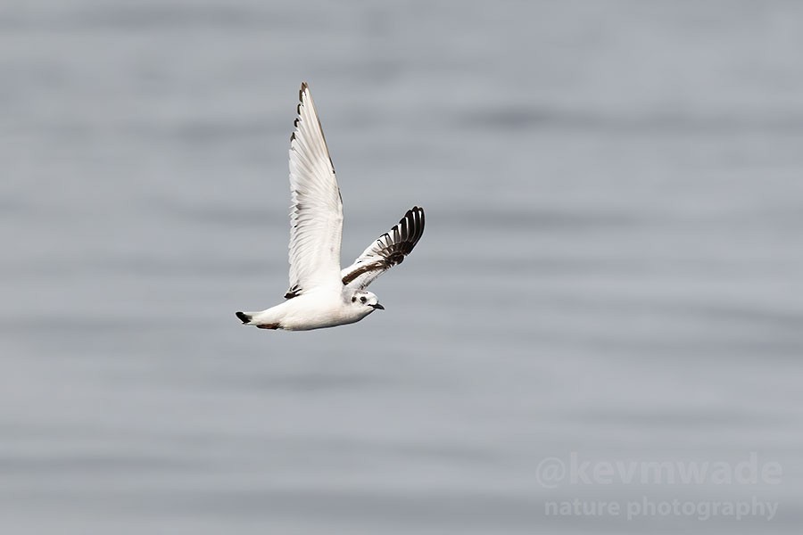 Little Gull - ML616423825