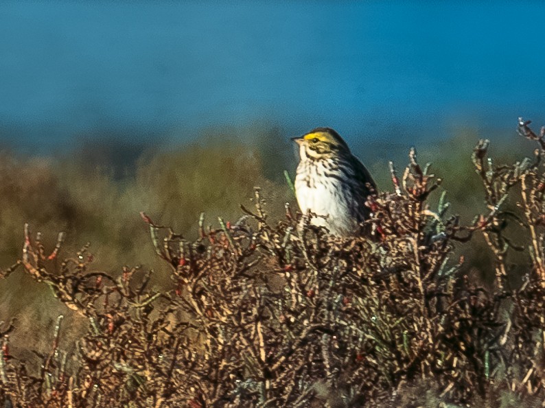 Savannah Sparrow - Richie Frerking