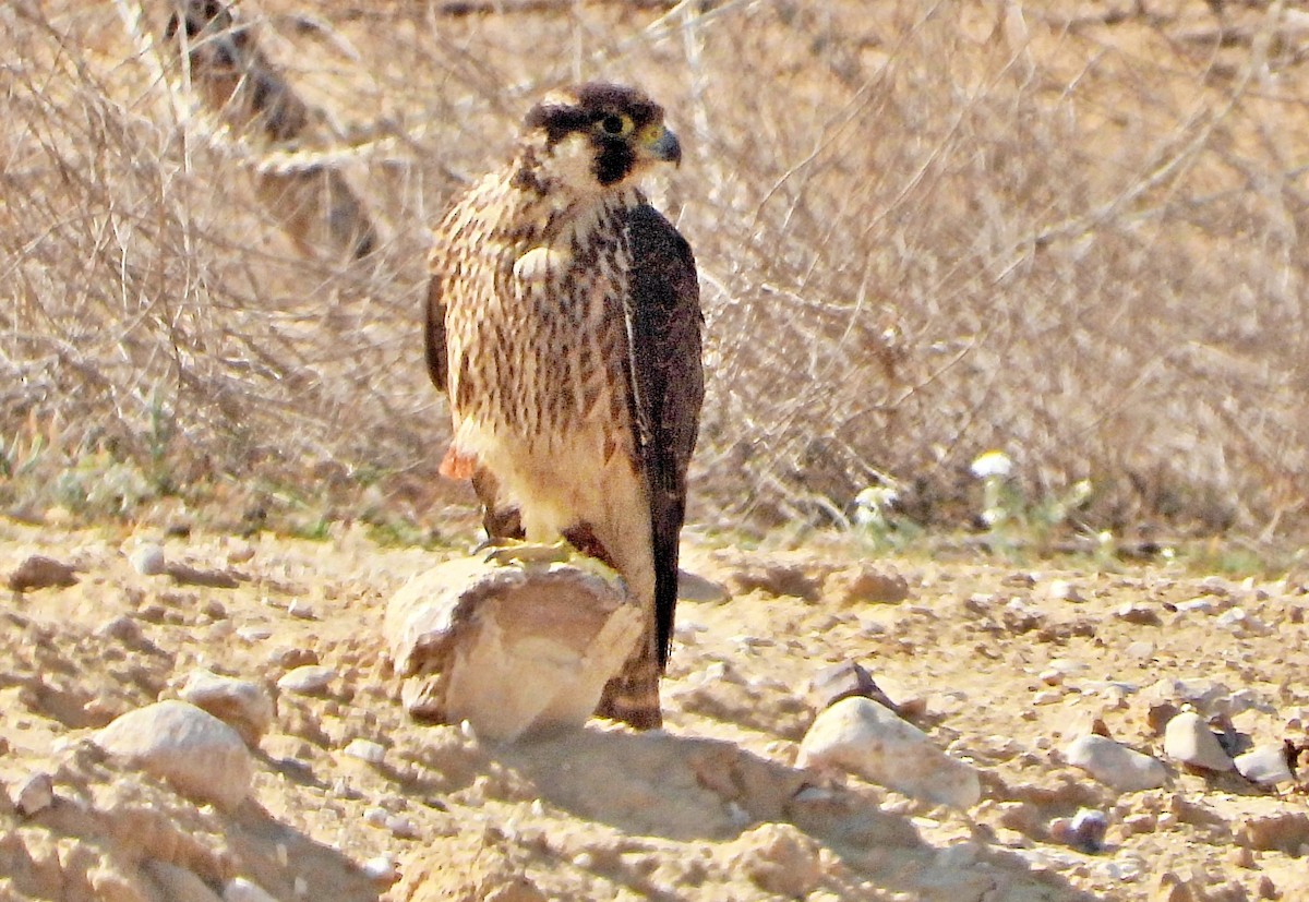 Peregrine Falcon - silverwing 123