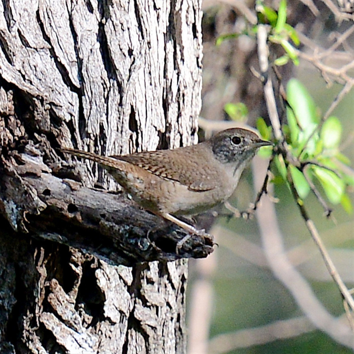 House Wren - T Reed