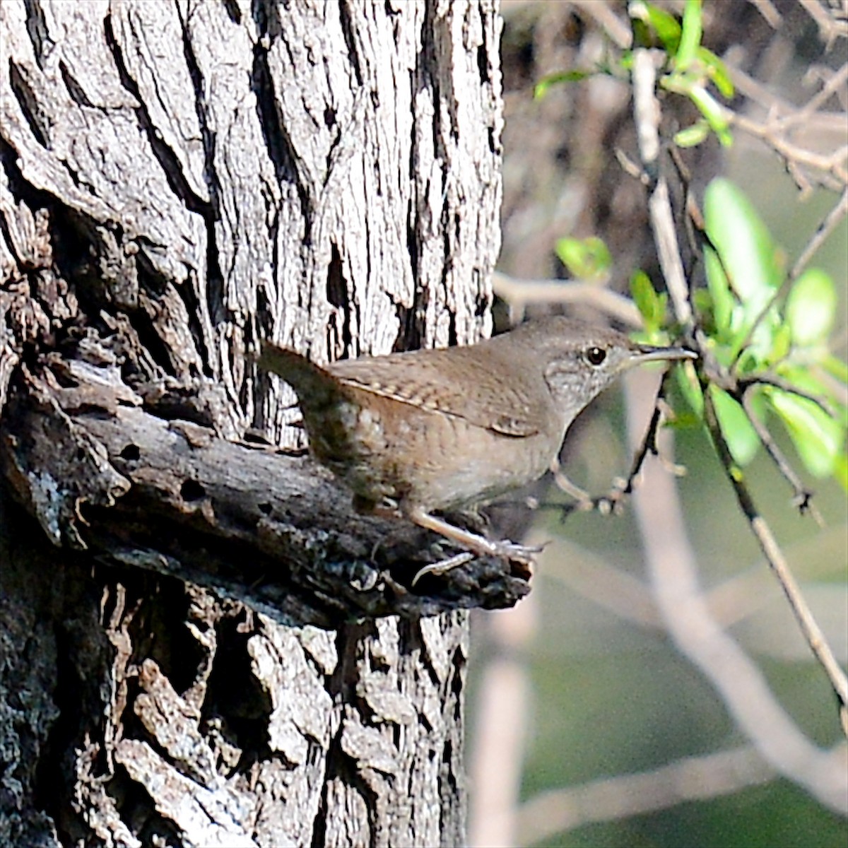 House Wren - ML616423953