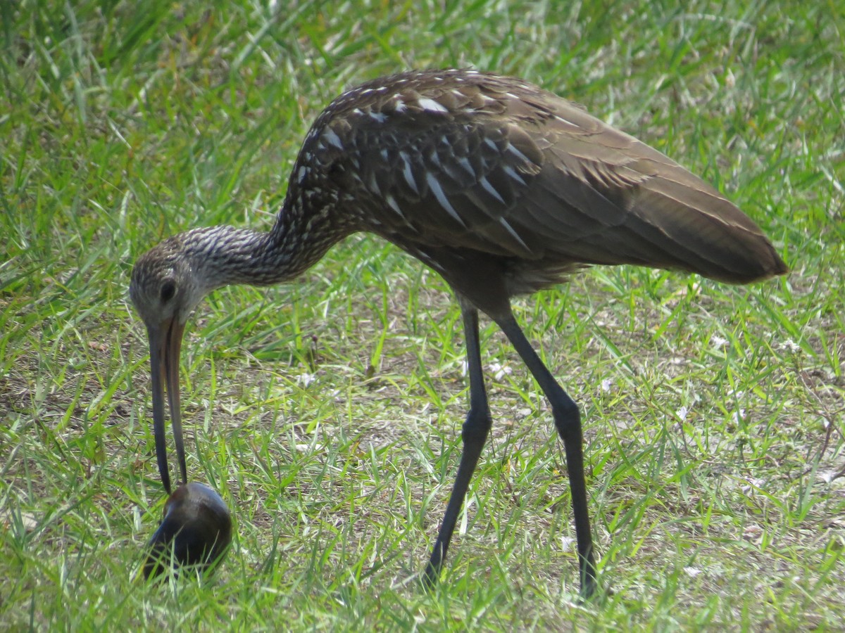 Limpkin - Ray Miskowski