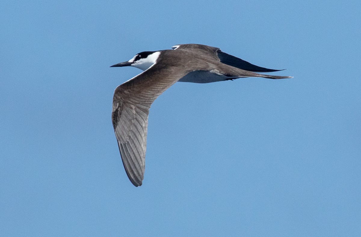 Sooty Tern - ML616423979