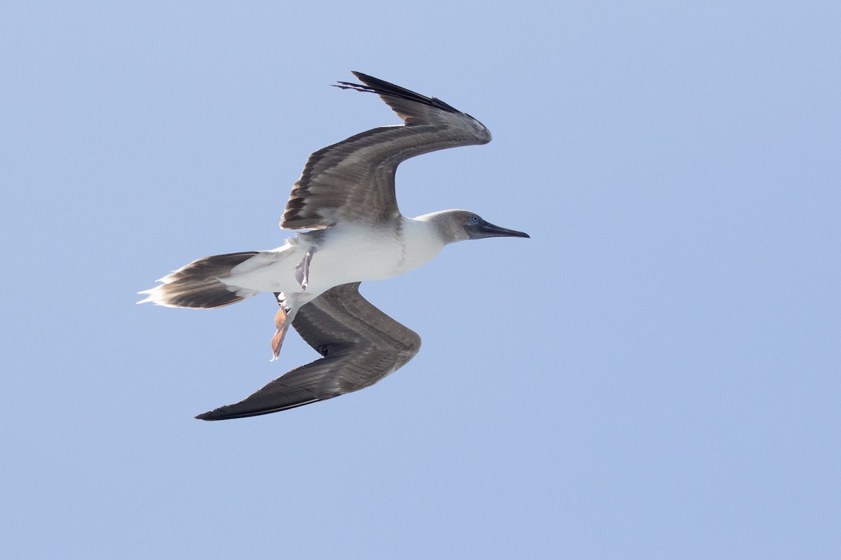 Red-footed Booby - ML616423985