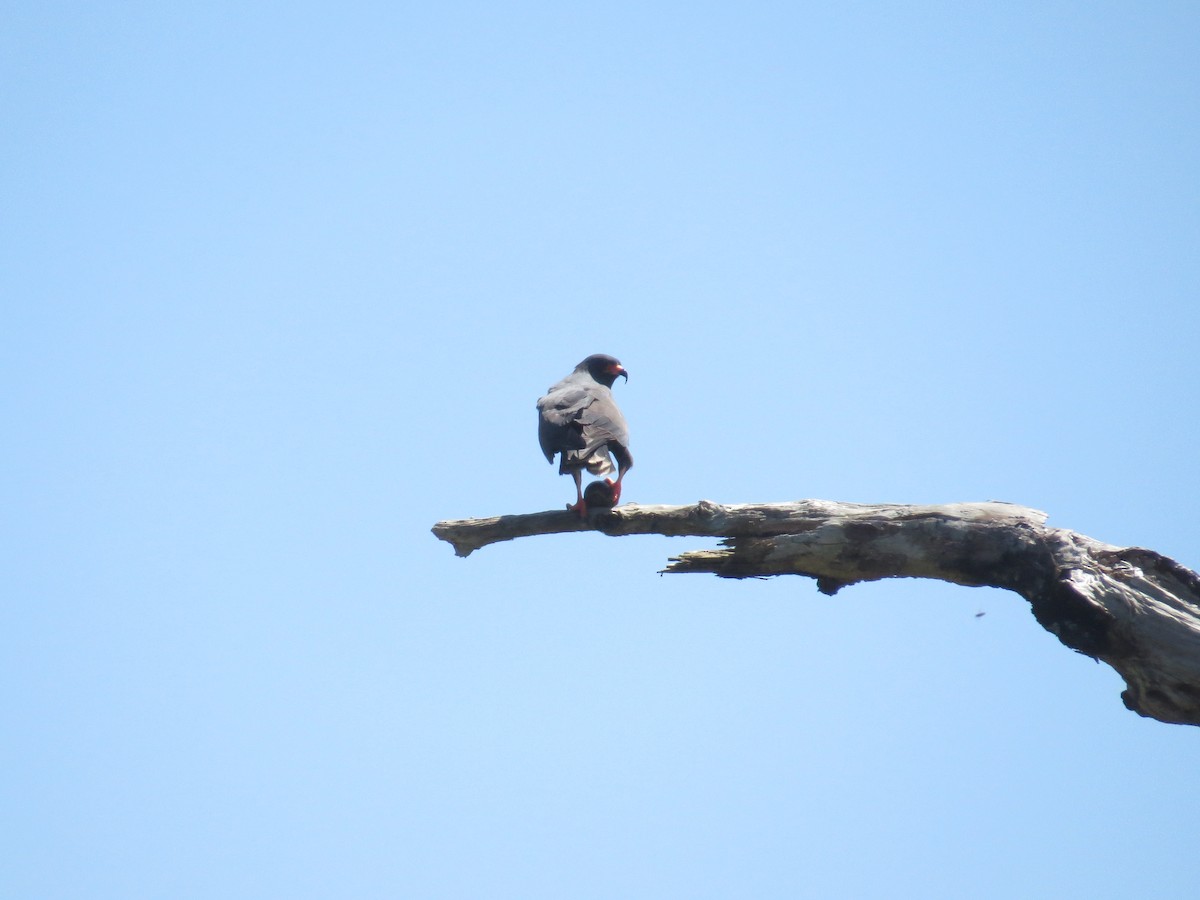 Snail Kite - ML616423999