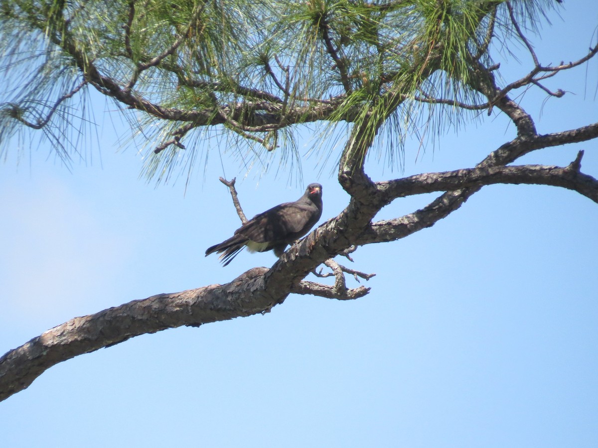 Snail Kite - Ray Miskowski