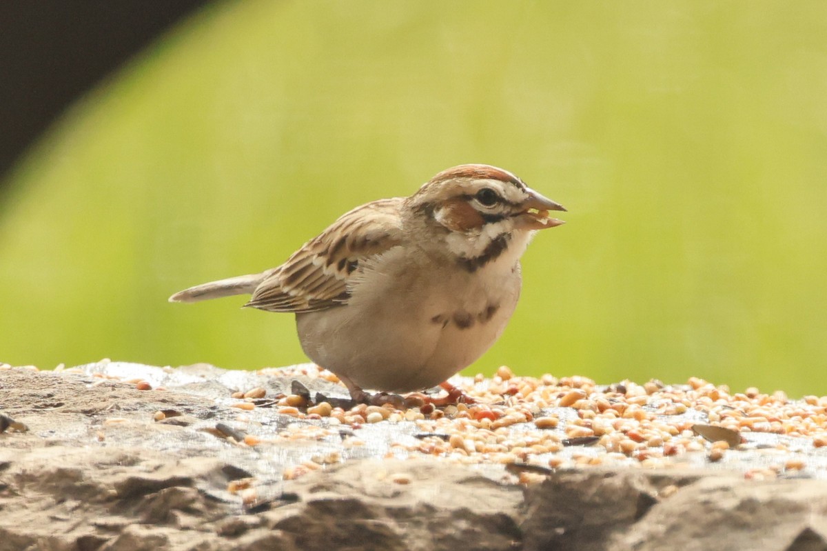 Lark Sparrow - Barry Langdon-Lassagne