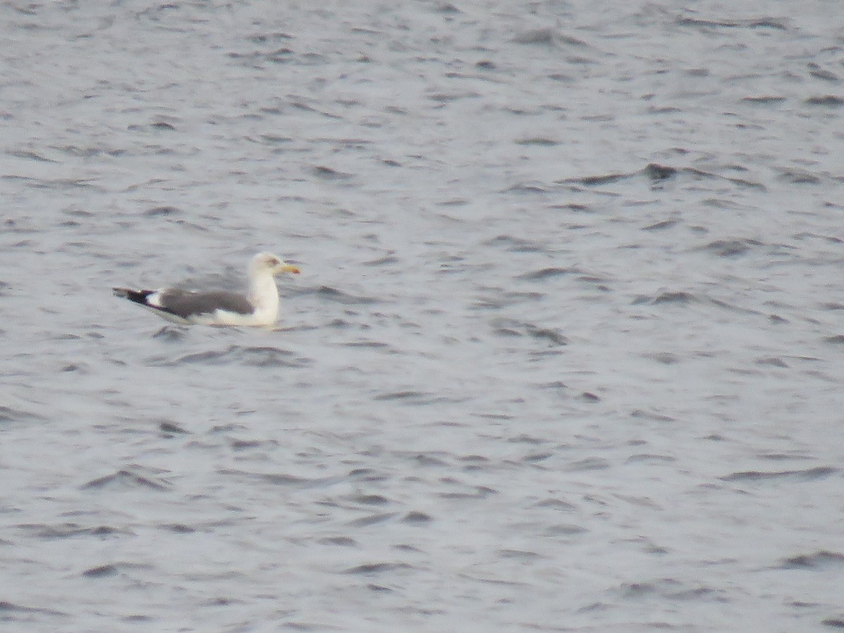 Lesser Black-backed Gull - Benjamin Murphy