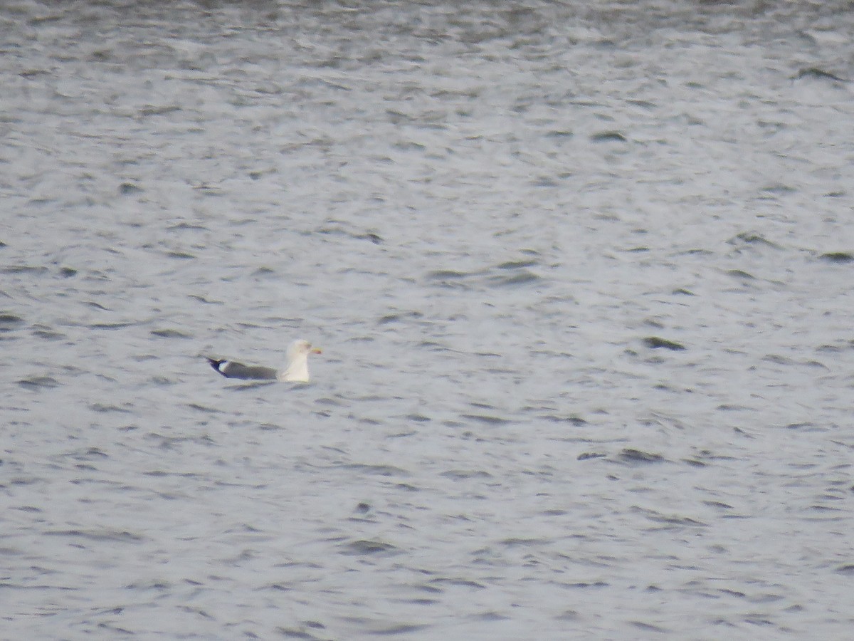 Lesser Black-backed Gull - Benjamin Murphy